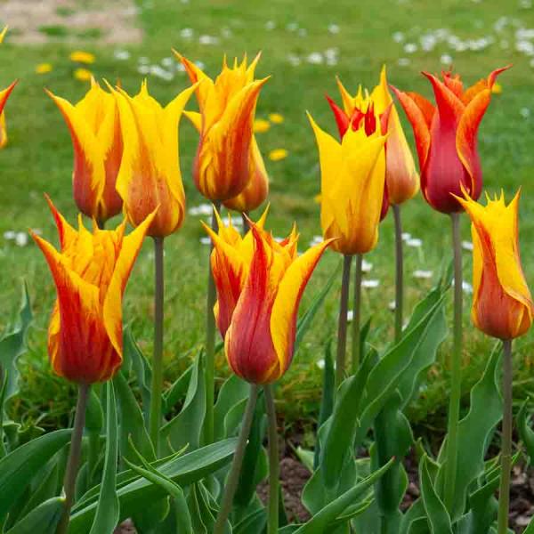 Bulbes à fleurs à planter à l'automne - Tulipe Vendée Globe (x8) - face recto